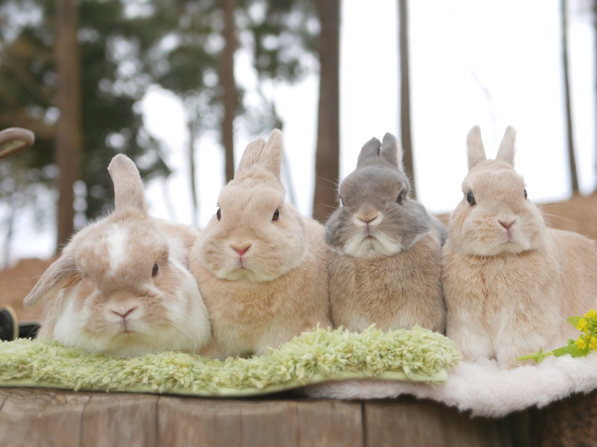 hinokiusa's tweet photo. せいれちゅ！🐰🐰🐰🌳

#バニーの日 https://t.co/y2Y0SPAAVS