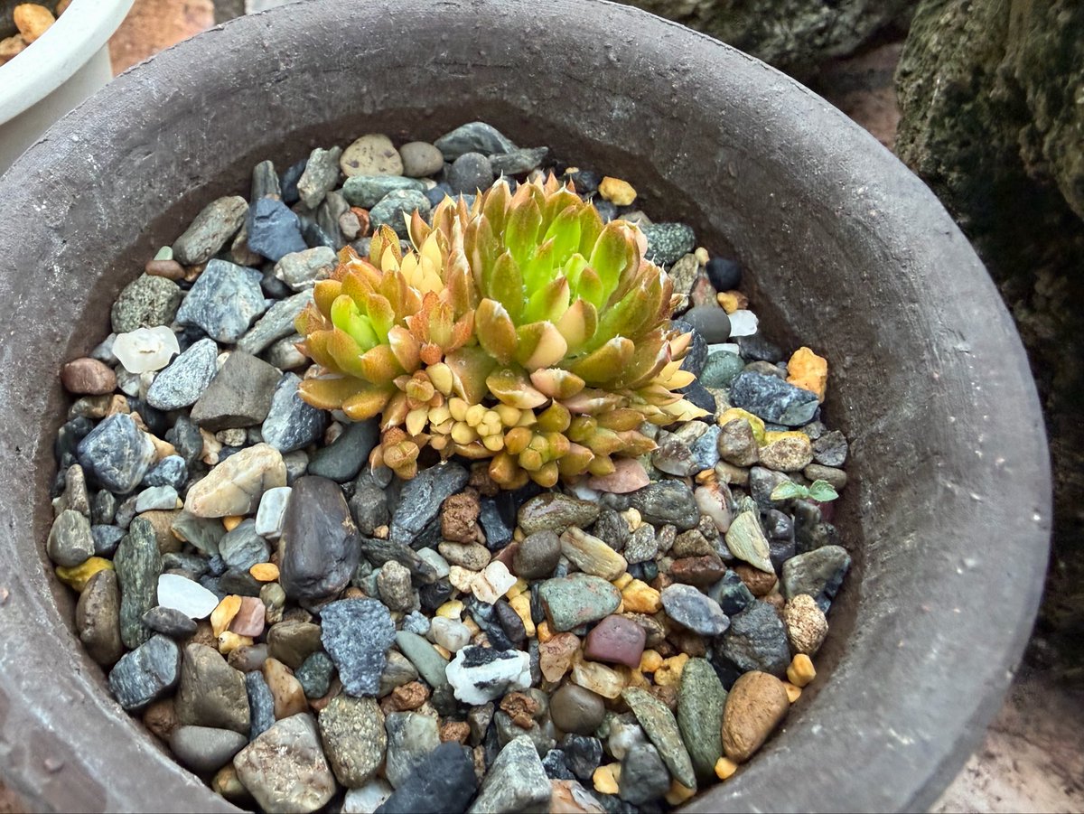 Plants_Axis's tweet photo. ツメレンゲは斑入りのわけ株など。 https://t.co/njKvhfMrl8