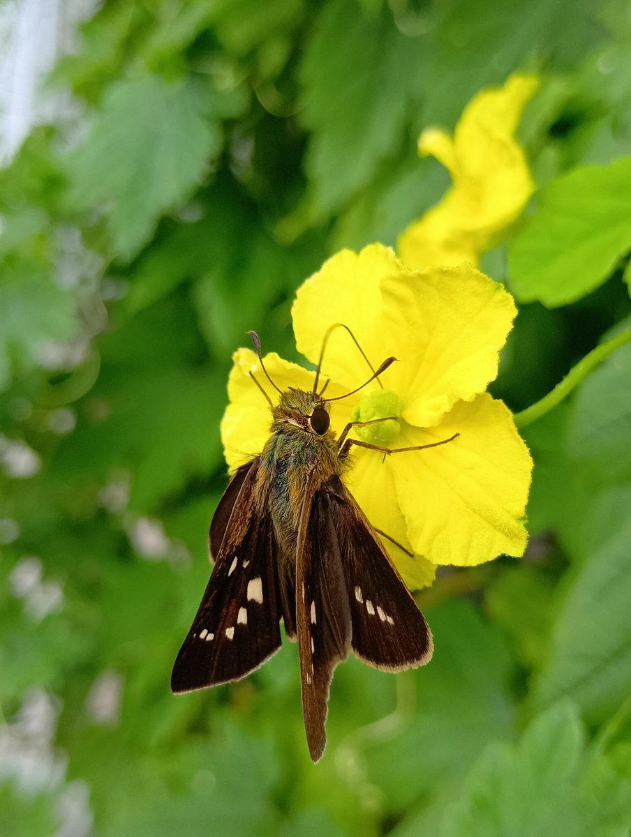 tk01k's tweet photo. ベランダのゴーヤにセセリチョウ。雄花と雌花を往復しているが、受粉の役に立っているようには見えない。 https://t.co/PJLBnNe7BD