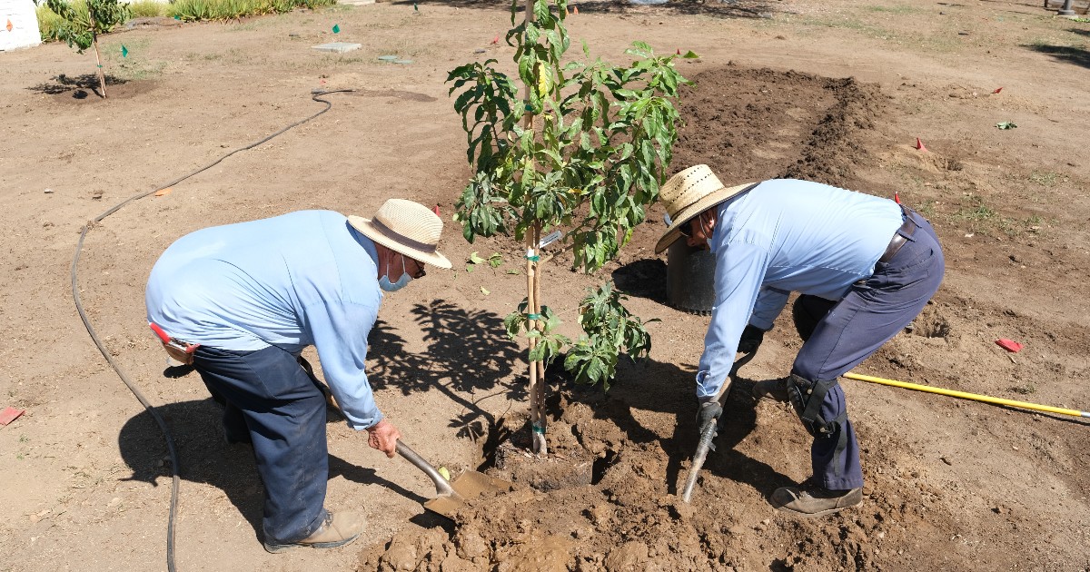 mwdh2o's tweet photo. 4,000 new trees have been planted over the past 2 years by participants in Metropolitan's landmark Turf Replacement Program! Metropolitan marked the milestone on the campus of Caltech, where 59 new trees are being planted: https://t.co/Ts8KEdGdmh https://t.co/fk09msvZqq