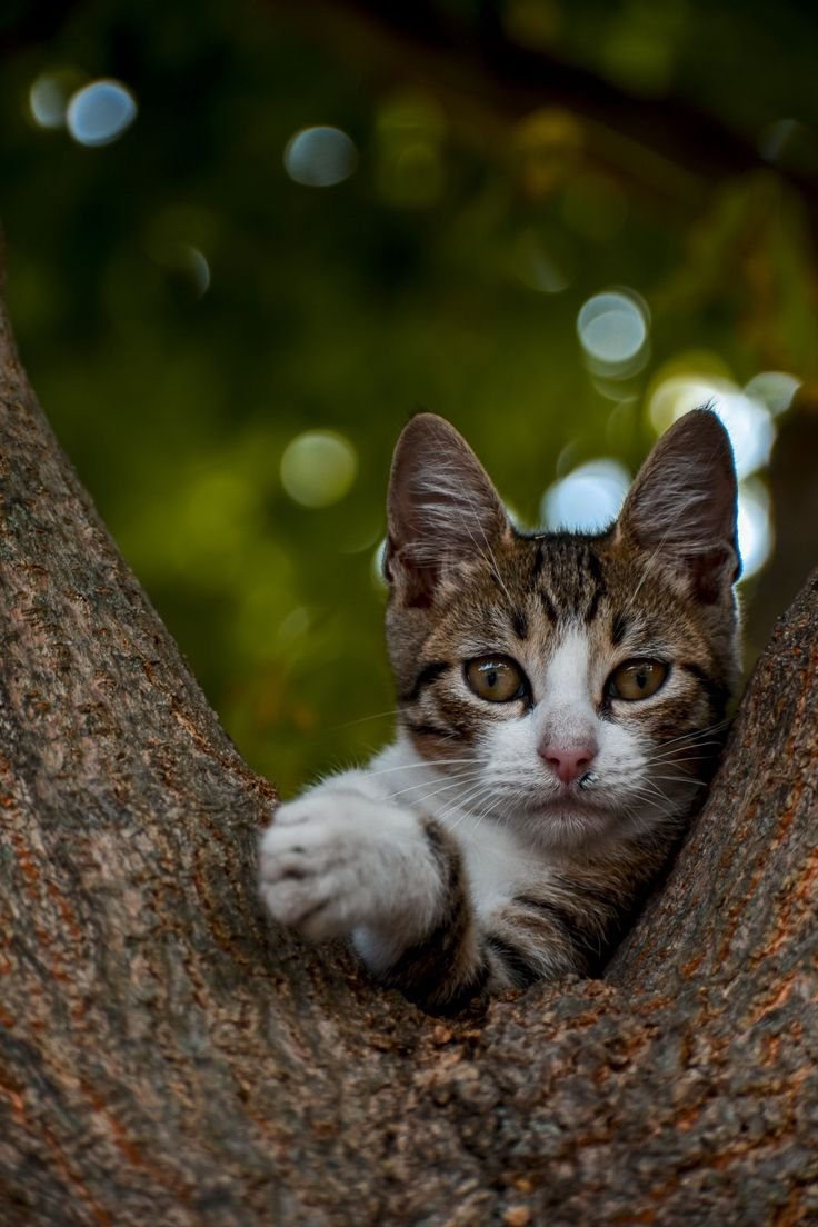 kittyuniveprwj's tweet photo. https://t.co/IDWQnlWzqc