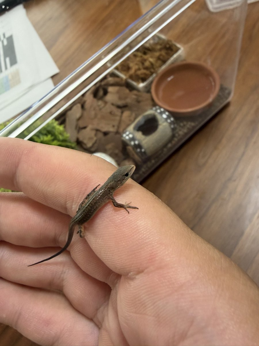 hrpkrg's tweet photo. うまれたああ🦎 https://t.co/vrNOaathGP