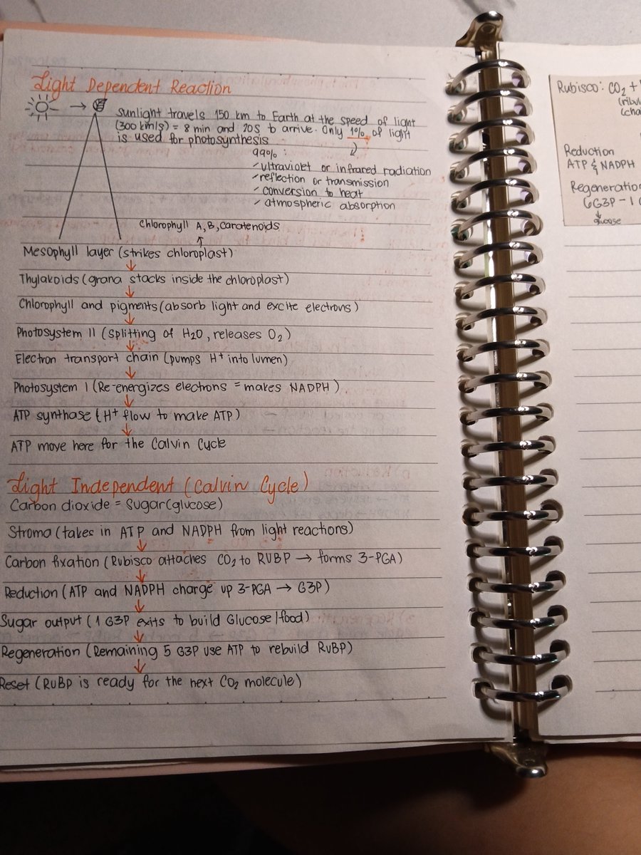 shina_verse's tweet photo. ─ ⊹ ⊱ Study log (08/17/26) ⊰ ⊹ ─
𖦹Light and dark reaction(Gen-Bio)
𖦹Chemical compounds found at home(Gen-sci)
𖦹Memorizing NCR and Visayas Map(PKLP)
𖦹Linear Equation(Gen-math)
#studytwt #studytwtph https://t.co/6TwrsZzKpj