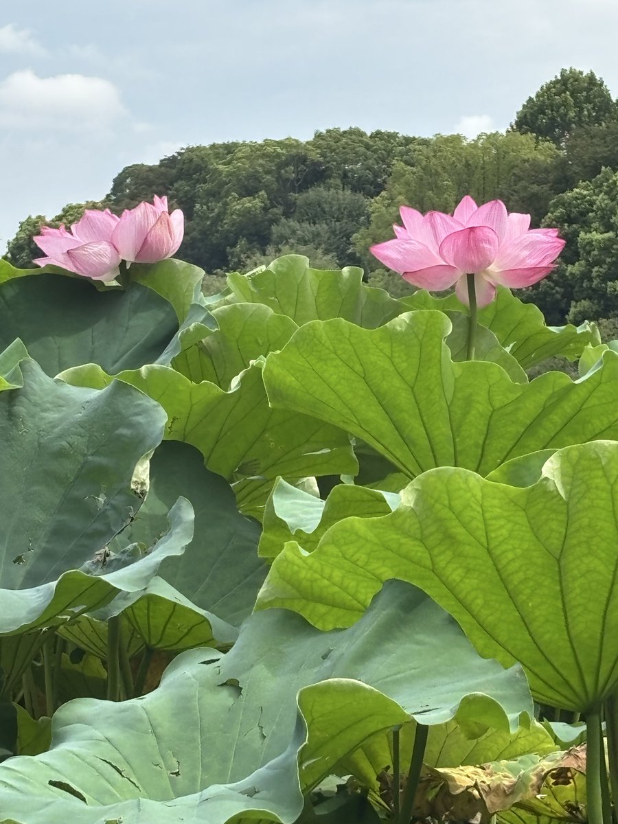 hiro464's tweet photo. 今年の不忍池の蓮の花 https://t.co/X4wm3l9q1U