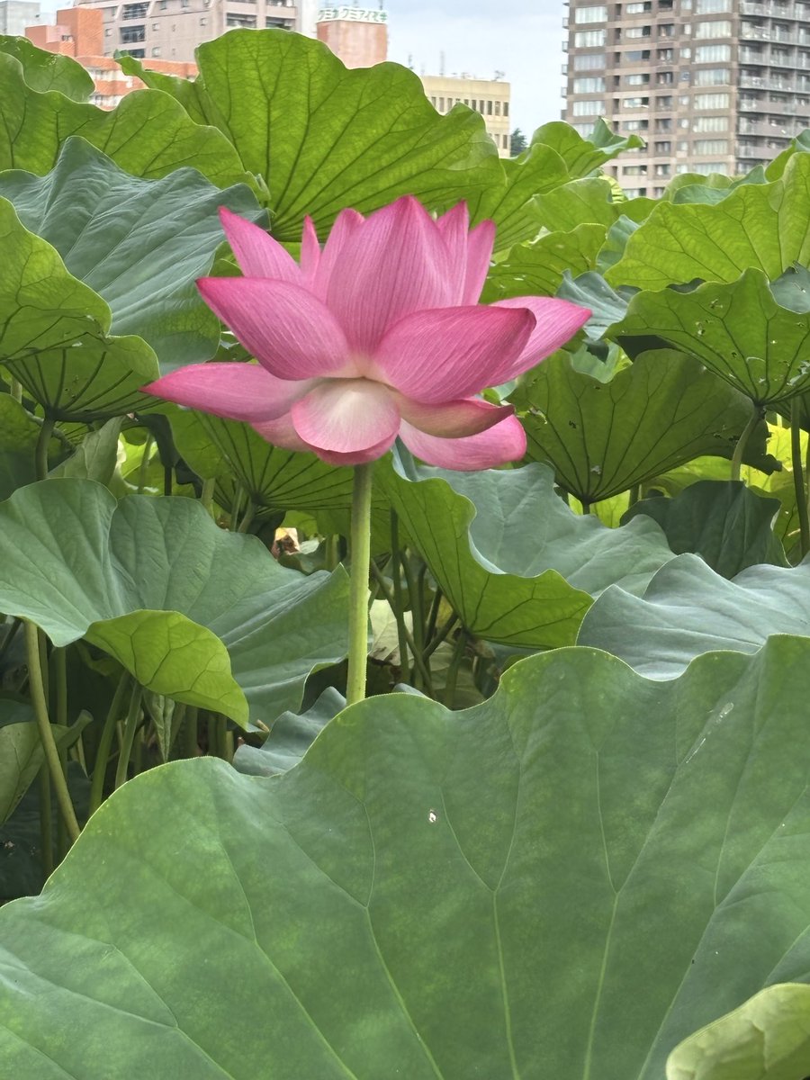hiro464's tweet photo. 今年の不忍池の蓮の花 https://t.co/X4wm3l9q1U