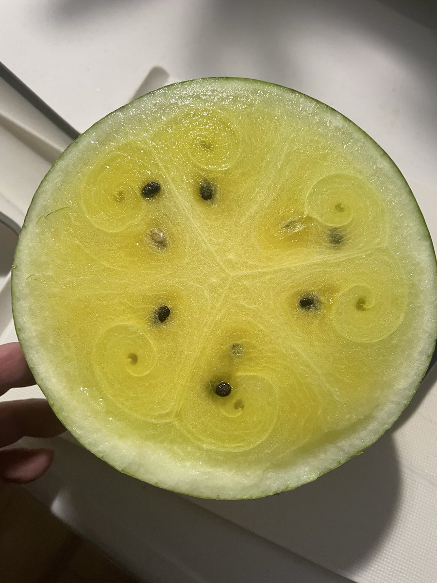 yellow_bad_man's tweet photo. おはようございます
スイカのこの渦巻きは何なんですかね？
🌀🌀🌀 https://t.co/YYHgkZdQOi
