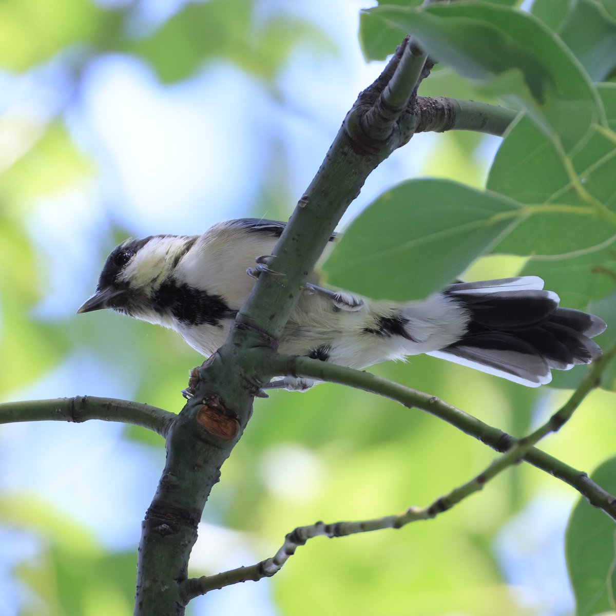 CanonBirdBranch's tweet photo. 独り立ちした #シジュウカラ の幼鳥、猛暑の中忙しくエサを探していました。

▼野鳥写真図鑑「シジュウカラ」
https://t.co/uWf4PrZQFj https://t.co/7lVtywiEXw