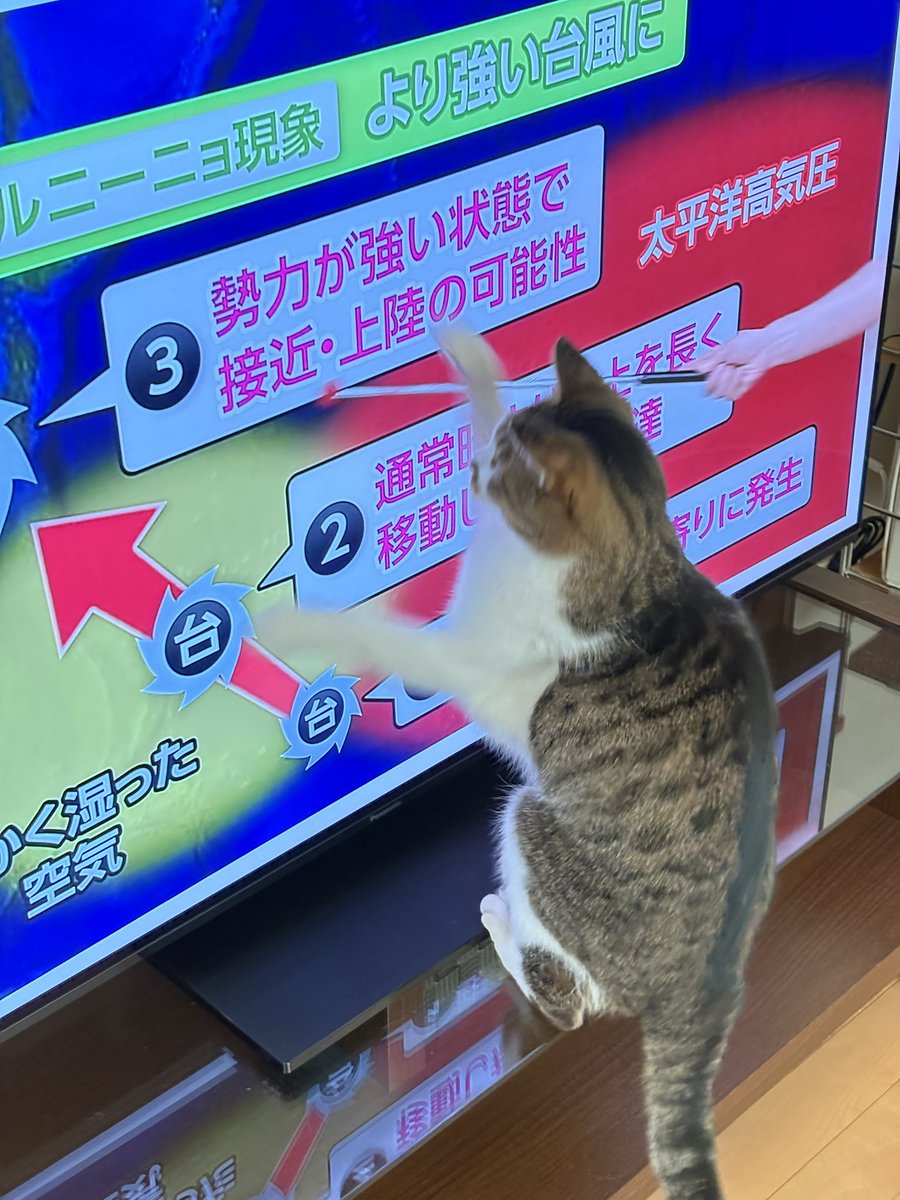 KijishiroAo's tweet photo. 天気予報の指差し棒を今日こそは捕まえる！ https://t.co/nDYxSWRB5f