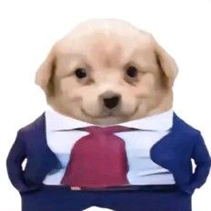 jon_sol_'s tweet photo. The market needs simplicity and animals, hence why catalyst is ripping 

Meet the newest member of the crypto space

the ceo https://t.co/IKZof98mtN