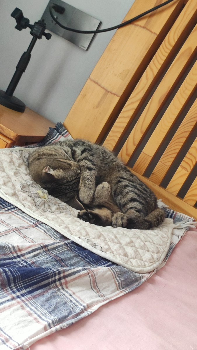 uranamiman61438's tweet photo. Just caught my cat napping on the freshly laundered linen I folded 5 mins ago. Perfect chaos = my Sunday night.， https://t.co/wq8rK81zUw