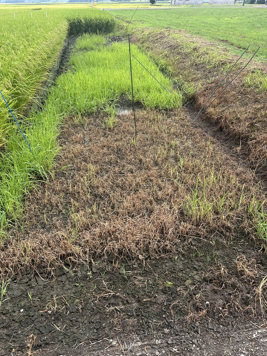 apu_polylab's tweet photo. 農業試験場でサンプル回収
3ヶ月目👀
周囲の田んぼは実りの時期を迎えつつあります🌾
サンプルの周りだけ雑草枯れてる
除草剤撒いてくれてるのかな？
#秋田県立大学 https://t.co/Gyz16Z8n5N