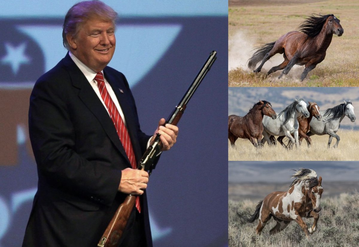 OccupyDemocrats's tweet photo. BREAKING: PURE EVIL! Trump gets caught secretly rounding up thousands of beautiful wild horses and selling them off to be slaughtered in cold blood.

The horrors never end with this regime...

“The [Bureau of Land Management] is saying to the public that slaughter is off the table, but they’re doing it in plain sight. They are turning a blind eye," Clare Staples, the head of a wild horse sanctuary, told The New York Times. "And the only ones getting punished for what is going on are the horses.”

According to bombshell reporting by the Times which reviewed government records, the Bureau of Land Management has been "quietly" selling off thousands of horses private buyers. And while slaughtering those horses is patently illegal, there is a "loophole" that allows purchasers to "get mustangs on the cheap" and then "quickly resell them to be exported alive, processed into cuts of meat and sold abroad" through middlemen.

In other words, the administration is violating the spirit of the law in order to remove the horses, which had been previously rounded up to control wild populations and held safely on feed lots. The government was supposed to find them "loving homes." Instead, it's sending them off to be killed and devoured.

The economics at play here are brutal. It costs the government roughly $3,500 to capture a mustang. But they're then being sold for as little as $25 to buyers, who can then sell them for as much as $750 to slaughterhouses. 

"By selling mustangs at a huge loss, animal welfare organizations say, the agency in charge of protecting wild horses is, instead, subsidizing their destruction," Dave Philipps wrote in the Times.

So the question here becomes, of course, why is Trump doing this? As usual, it boils down to tax cuts for the rich. It costs the federal government roughly $100 million annually to store approximately 58,000 wild horses in the "holding system." If the administration can get that number down and lower costs, that frees up federal funding that can then be funneled into tax cuts for oligarchs and corporations.

If that equation makes little sense to you, you're not alone. The Republican Party views all government costs as fungible. Any dollar spent on anything other than tax cuts is a wasted dollar to them. It's the same logic that drives them to slash Medicare, gut social services, abandon infrastructure projects. The only things they like spending money on outside of tax cuts are bombs to be dropped on women and children overseas.

Please ❤️ and share to demand a stop to the slaughter!