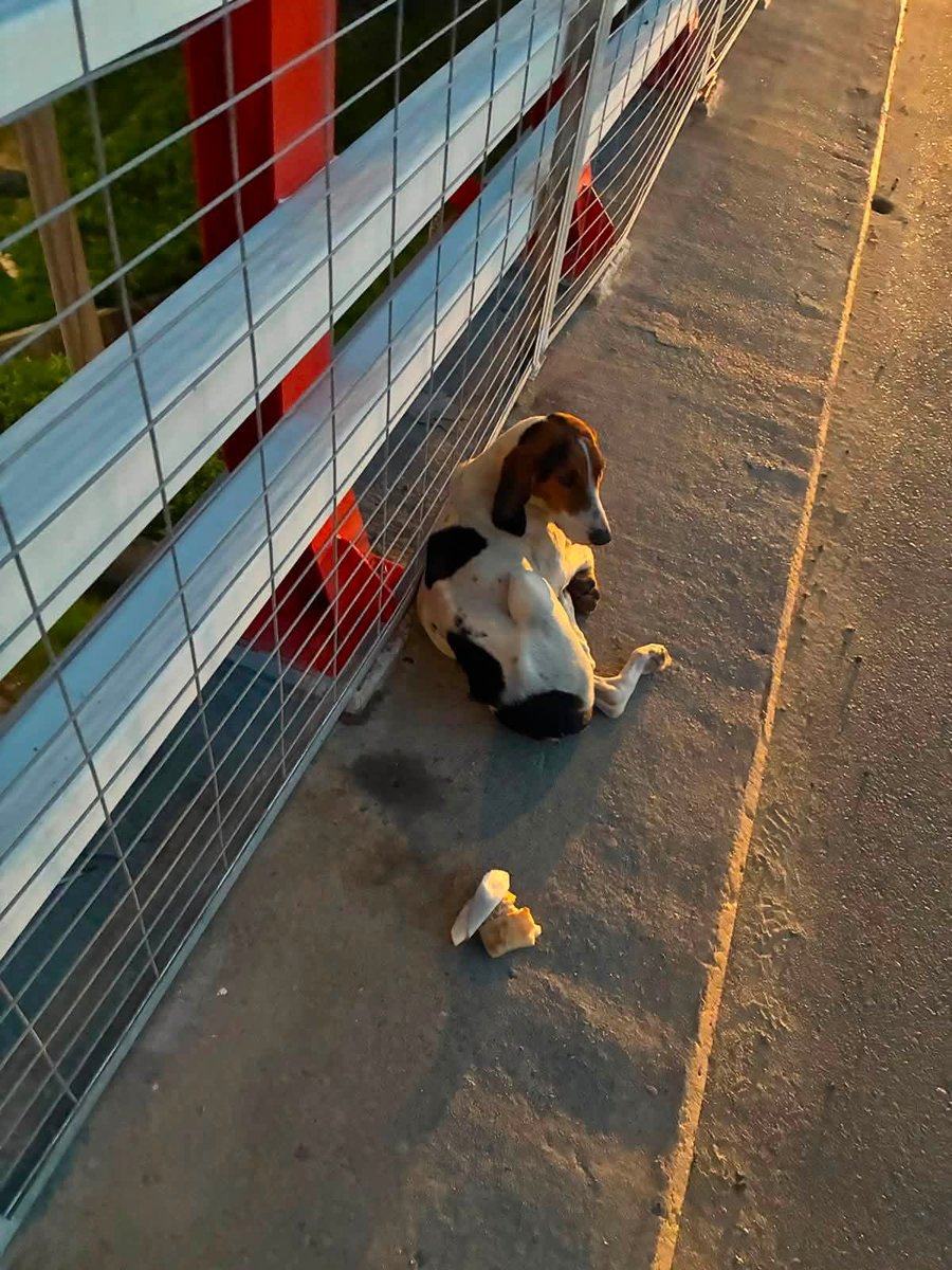 BrendaEtchegar1's tweet photo. VIÑA, EL SALTO. Este perrito desnutrido busca a su familia, esta en Puente El Olivar, sector El Salto si alguien lo reconoce 🙏🙏🙏 https://t.co/9UWkvDGjDb
