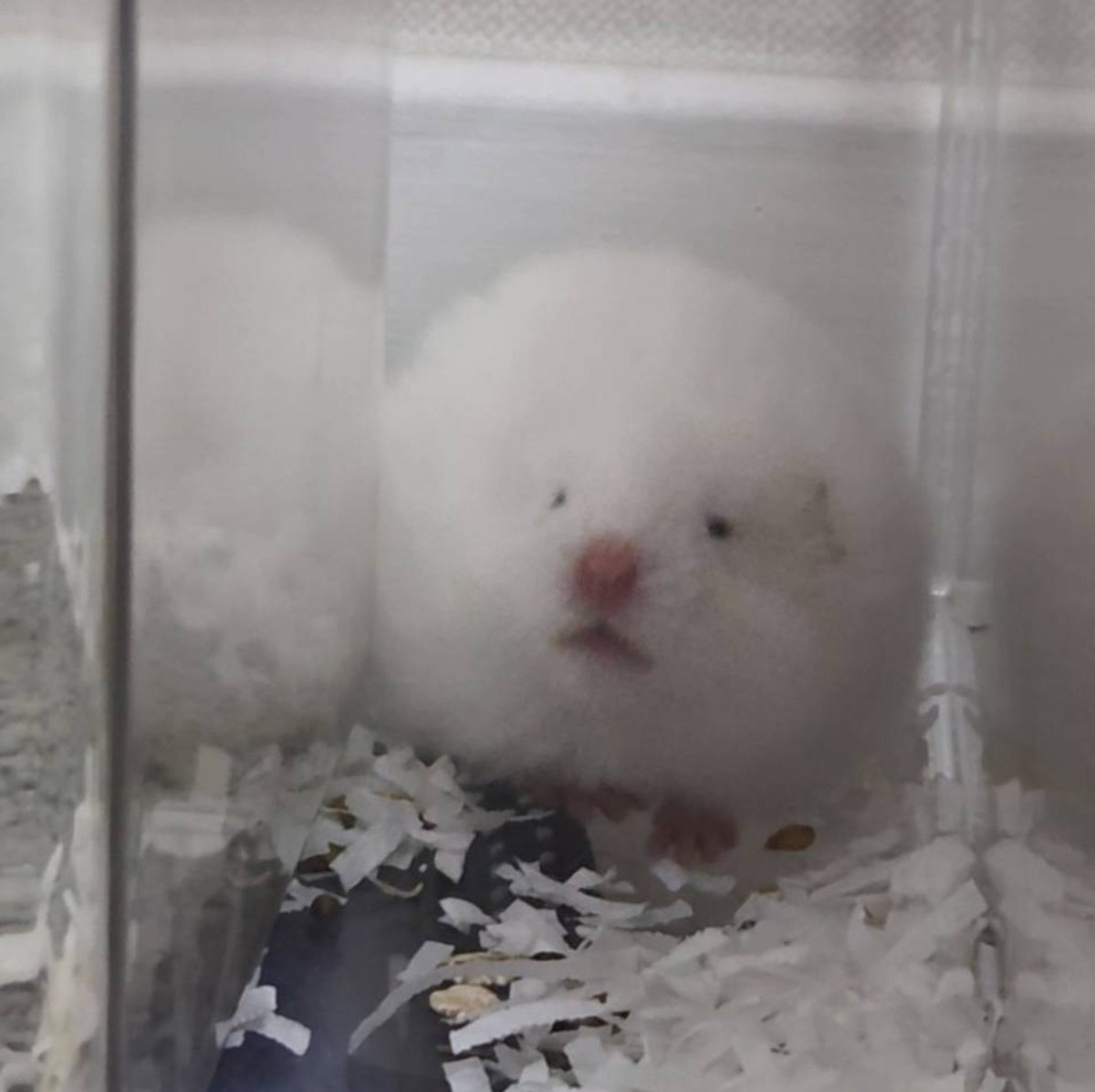 kyoichironohaha's tweet photo. 약 2일 전부터 저와 살고 있는 햄서터 입니다.
이름 정해져서 올림
His name is "밥덩이" https://t.co/67cBIQSBLJ