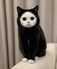 Veronica76348's tweet photo. @__cyndaquillll I think my Snowball the cat must be pretty cute  too.😂😂😂😂 https://t.co/XrTXUjOaG4