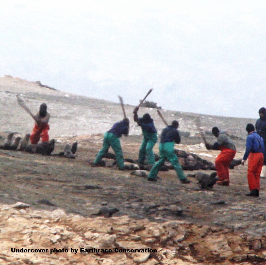 HarpSealsDotOrg's tweet photo. We are fighting for an end to the slaughter of Cape fur seals in Namibia, and you can help. Find and alert residents of and travelers to Namibia about the brutal daily clubbing of seal pups https://t.co/qbDtNiMkGk https://t.co/k15GemL4gf