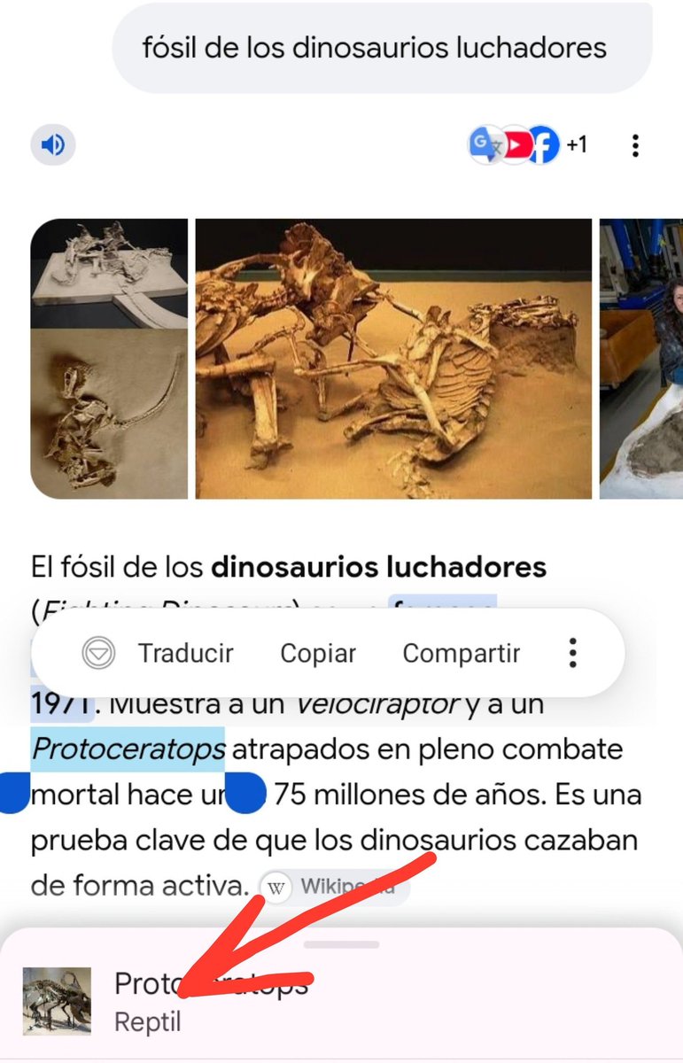 macrofactos's tweet photo. Ahhhh claro, Protoceratops, mi repetir prehistoriaco favorito que está en la misma familia que el triceratops y otros animales con gola osea, como me iba a olvidar de el?
(A este ritmo la cuenta va a ser sobre dinosaurios más que sobre macrofilia...)
#Dinosaurs https://t.co/MWkQAsFAi7