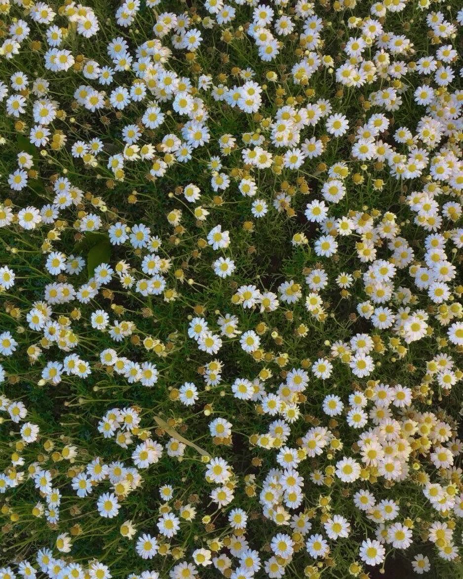 mira_beant's tweet photo. flowers https://t.co/ymAtRP5K9R