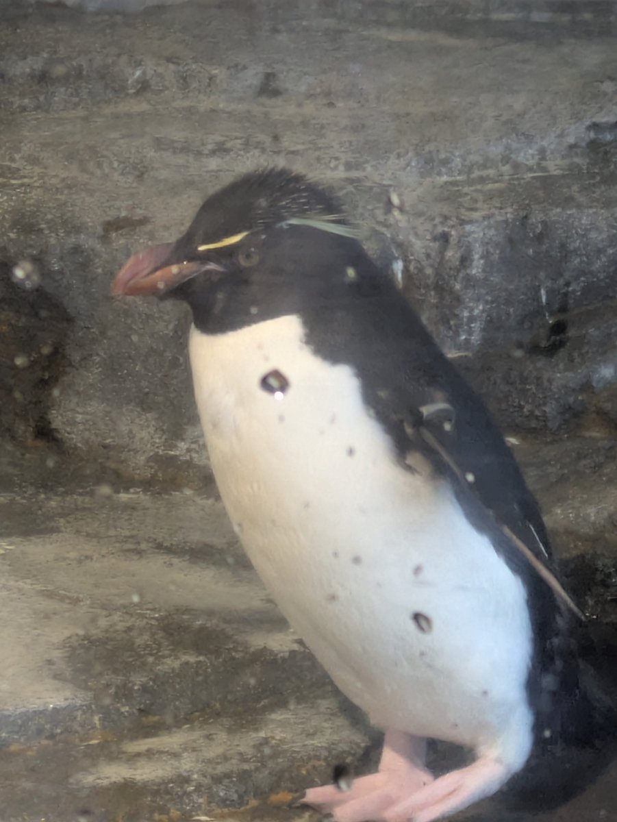 GNDAM1's tweet photo. やはりペンギンは最高の癒しやなぁ https://t.co/GqXX80m3mn