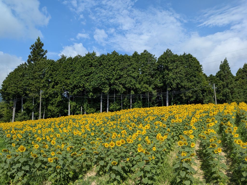 anan_shinkou's tweet photo. 🌻【平石農場・ひまわり畑】🌻
８月２１日現在のひまわり畑の様子です。
８月８日から開園しましたひまわり畑も、２３日で閉園となります。
まだの方はぜひ閉園前にお越しください。

＃阿南町　＃平市農場　＃ひまわり https://t.co/GSOcCj2yU4