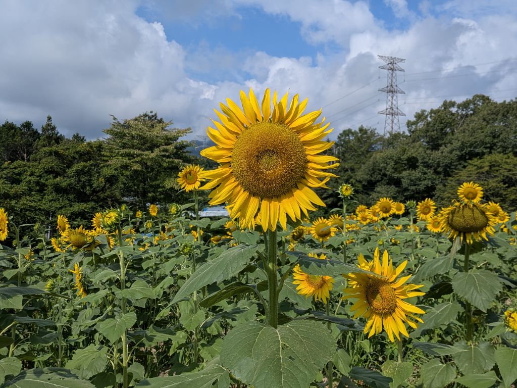 anan_shinkou's tweet photo. 🌻【平石農場・ひまわり畑】🌻
８月２１日現在のひまわり畑の様子です。
８月８日から開園しましたひまわり畑も、２３日で閉園となります。
まだの方はぜひ閉園前にお越しください。

＃阿南町　＃平市農場　＃ひまわり https://t.co/GSOcCj2yU4