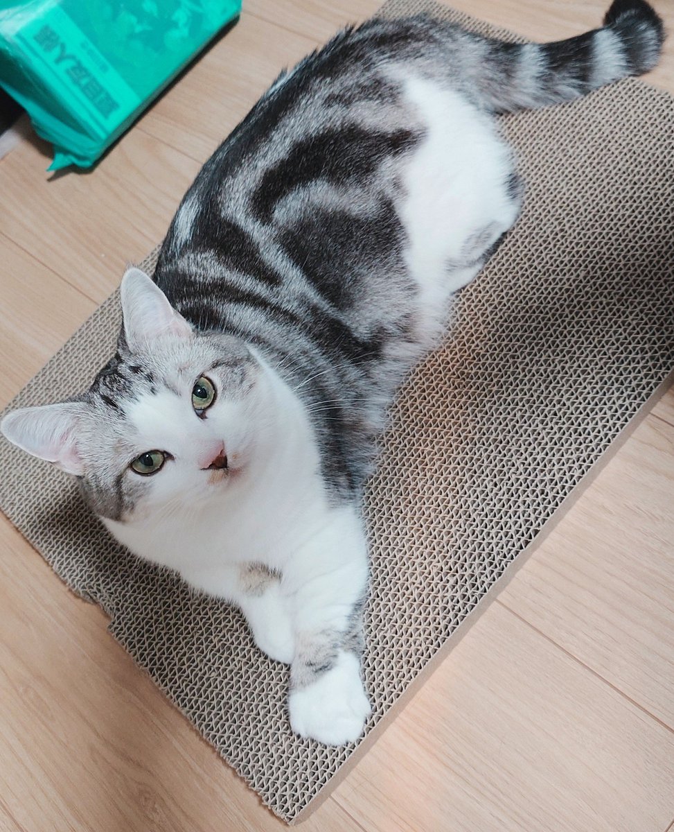 cat230319's tweet photo. おまけでついてきた爪とぎの上がお気に入りの場所の一つにになりました😸
#猫のいる生活 #猫のいる暮らし #猫のいる幸せ #マンチカン https://t.co/YdMfcoQ3H1