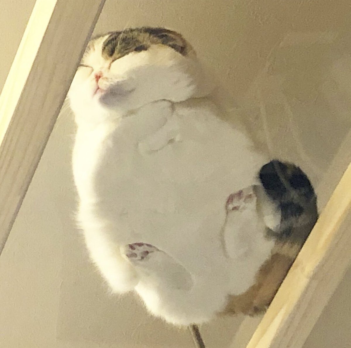 nyanz365's tweet photo. ガラステーブルの下から見える猫、なんか好き https://t.co/XY55DccMHm