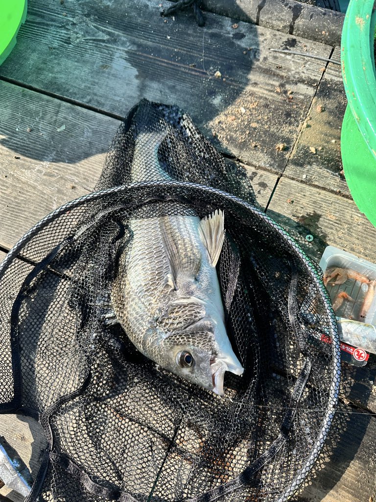 MeKiRa350's tweet photo. たかし丸渡船のイカダ釣り
本日最終結果
もう数えるのも面倒になり何十匹か不明ですが、
40オーバー1枚混じりました https://t.co/0tO1RRSj3j
