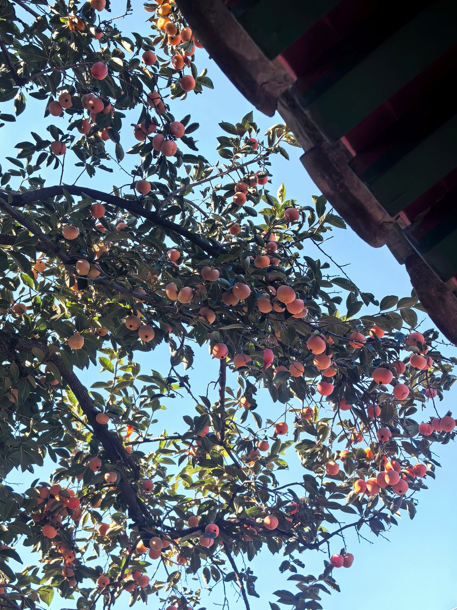 TaniaAlvarezCa4's tweet photo. Neighborly win! I dropped extra homemade cookies on Mrs. Li’s porch this morning u0026 she left fresh plums from her tree on my doorknob an hour later  Love this little happy swap with the best neighborhood around.， https://t.co/YWe7SEW1Sc