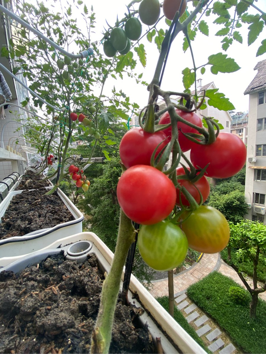 TannerM83834077's tweet photo. It’s been 6 months since I started growing veggies on my balcony—from empty pots to my own little tomato harvest, small steps make big joy!， https://t.co/JcV5bfhiiI