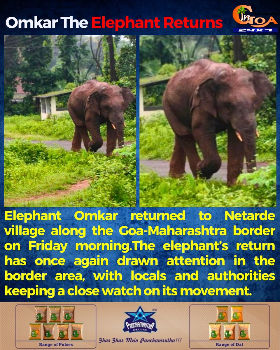 InGoa24x7's tweet photo. Omkar The Elephant Returns
#Goa #GoaNews #Omkar #Returns #Elephant https://t.co/BzA8J578oi