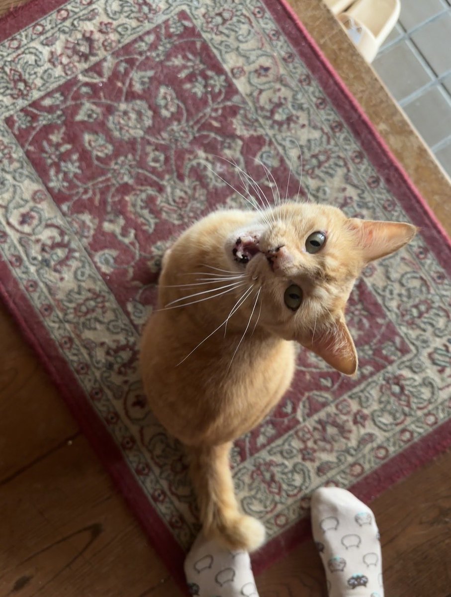 devilNYANCHU's tweet photo. 今日はおやすみだったので、ちゃまたんとお話したりして過ごしたよ♡
#猫好きさんと繋がりたい
#茶トラ
#可愛い https://t.co/rSI6CvfHuo