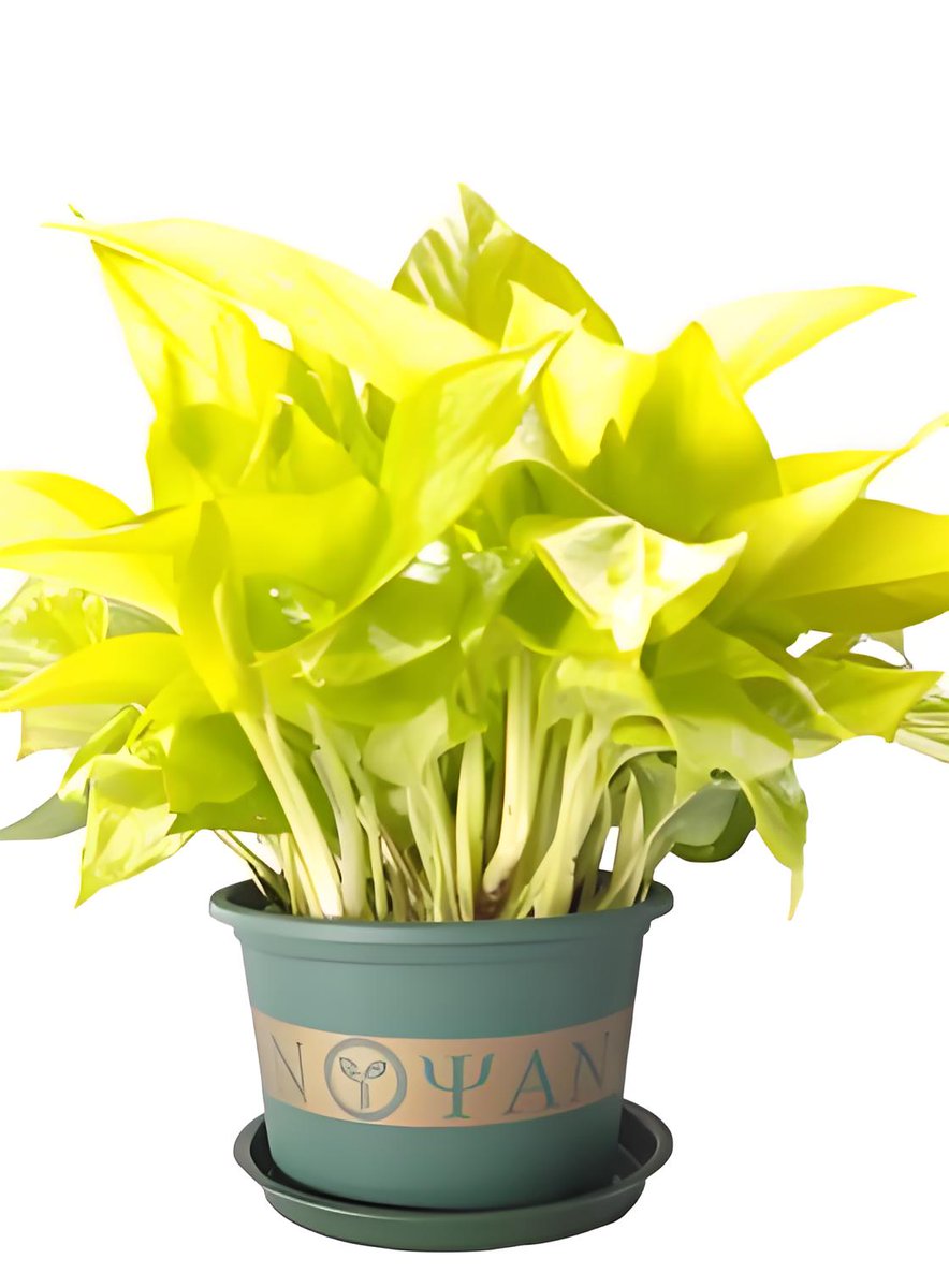 Lol09778965's tweet photo. Pro tip for pothos parents: Wipe leaves weekly with a damp cloth to boost shine and keep pests away! https://t.co/mlnO5YDCYa
