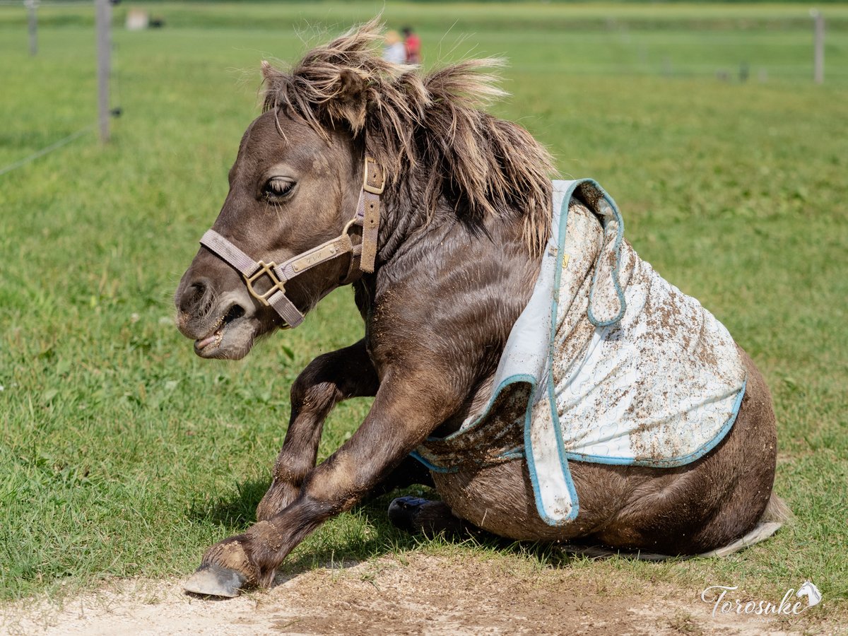 torosuke_uma's tweet photo. グレ「シャンプーのいい匂い…よし、砂の匂いで上書きだ！🐴」
洗いたての体を、一瞬で砂まみれにするグレです🤣
＃おひさま牧場
＃ミニチュアホース　＃ポニー https://t.co/lJJqNpof6w