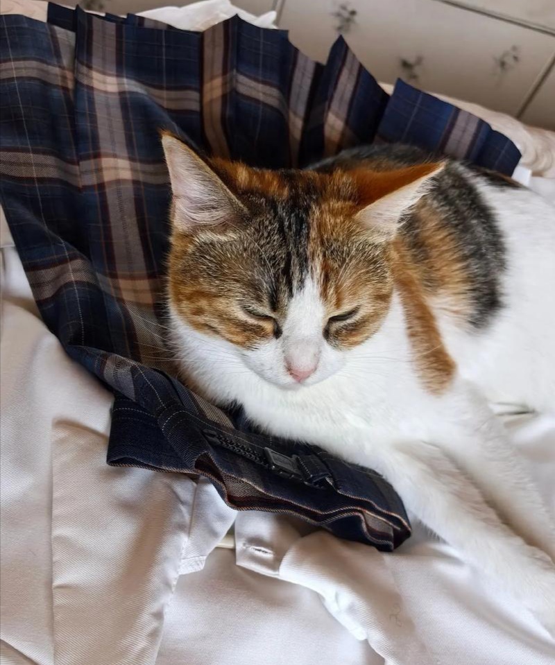 F00rever's tweet photo. [My chaotic but super fluffy cat just fell asleep on my laptop keyboard mid-work day—best office vibe upgrade ever ]， https://t.co/3dcSnG4ASQ