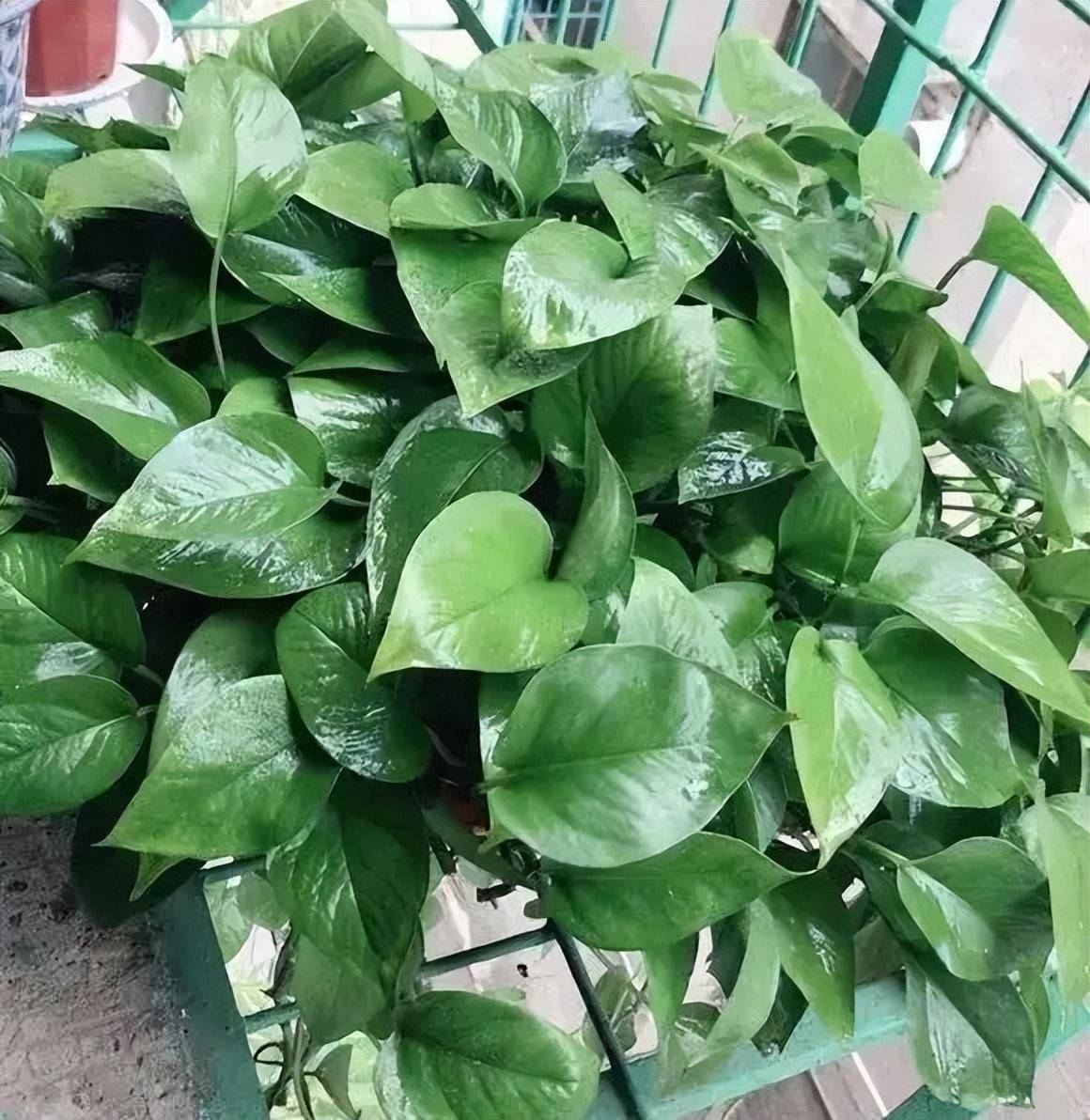 Frankjr80699376's tweet photo. Pro tip for your pothos! Water only when the top 2 inches of soil feel dry, and it’ll thrive with bright indirect light. No overwatering = happy, leafy vines https://t.co/l9l90vZPMf