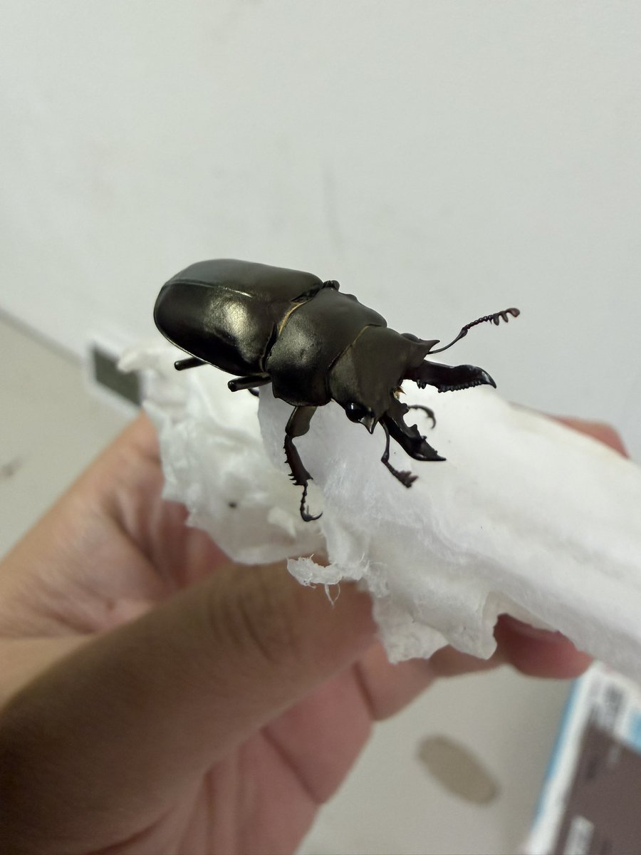 yuta_westwoodi's tweet photo. 本日はこの2種類が入荷！！

•Prismognathus siniaevi
•Prismognathus miyashitai

状態はすごく良いです。

本日夜にでも、BASEの方にアップしようかと思います。 https://t.co/jH1cDXXdro