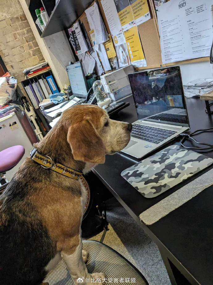 NatalieCanex's tweet photo. Hoy en la oficina, el perro del compaero se coló en la sala de reuniones y se echó en la silla del jefe. Nadie se atrevió a moverlo hasta que llegó el jefe, que se sentó tranquilamente en otro sitio. https://t.co/hWuFh8txbG