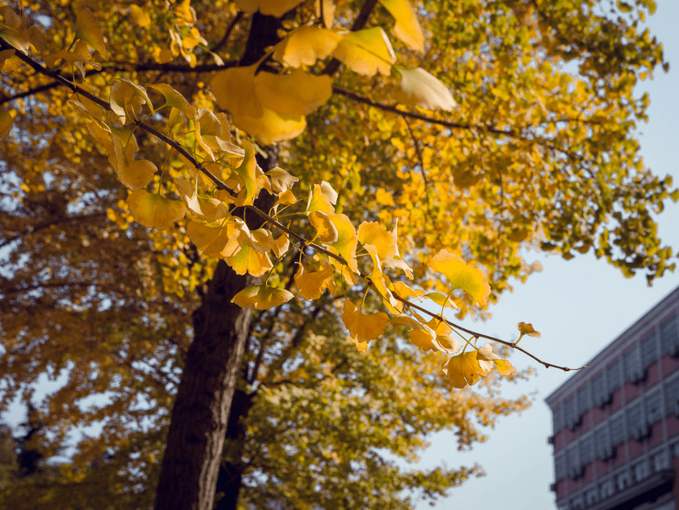 AtuleAlbert's tweet photo. Autumn vibes are here  Spent my afternoon wandering through the park with a warm latte, crunching on golden leaves—perfect little day!， https://t.co/DA0rqE53kc