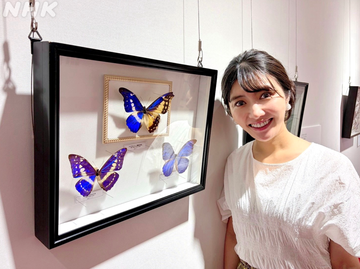 nhk_newsoon's tweet photo. 気象予報士の久保井朝美です☀️

東京・町田市で開催中の「昆虫ミュージアム」で、
カブトムシやクワガタと触れ合いました😊

角が６つあるカブトムシ
「ディペリクス・ゲリオン」の標本や
美術品の展示もあります。

👇見逃し配信はこちらから
https://t.co/jM7L0ZPXtv https://t.co/zg9hmV6eDW