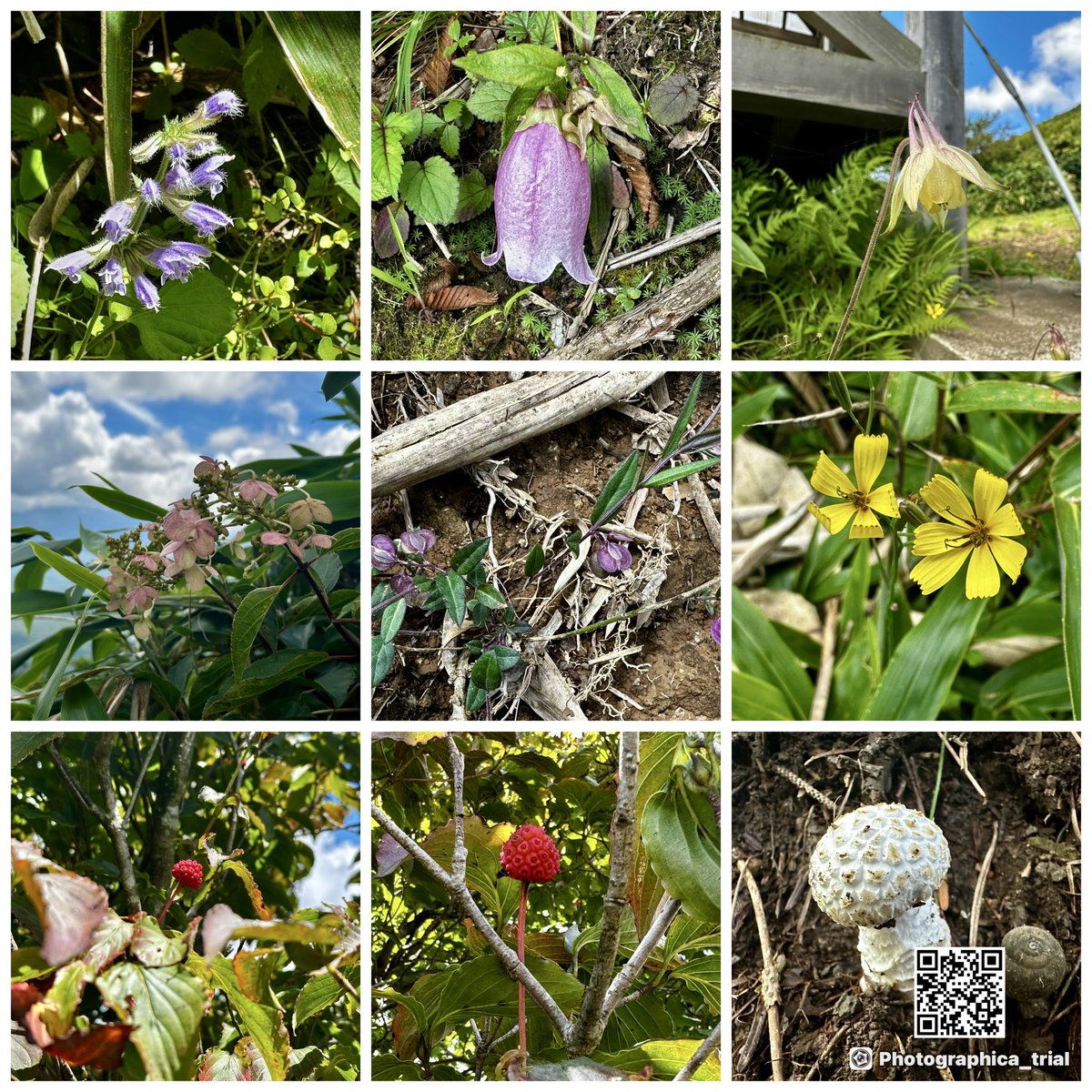 Nl0Gw's tweet photo. 竜ヶ岳(山梨)山行中の花
名前はわかりまへん…… https://t.co/d8Aa8ChMwZ