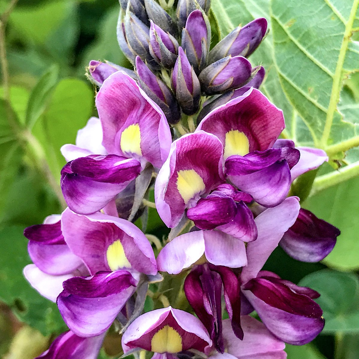 tobucchi's tweet photo. クズの花は野生種としてはトップレベルの美しさを持ち、なおかつ香りもトップレベルのすごく良い香りをするものの、あまりの繁殖力の強さゆえに、そのポテンシャルが全く活用されてこなかった花。品種改良しようにも、人間が制御できるレベルの繁殖力じゃないからどうにもならなかったんだろね。 https://t.co/L1rDkftlDb