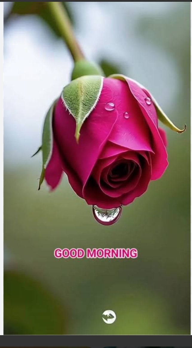 roypapia712's tweet photo. Good morning https://t.co/Ez4hELjhyN