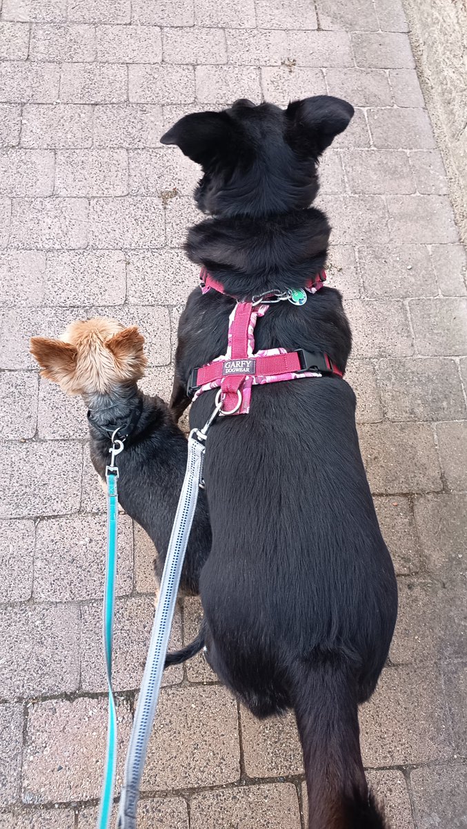 DanyBaumarkt's tweet photo. Morgens halb sieben in Deutschland
#BettyundBenny #Gassigehen #Hunde https://t.co/YCnzVHurVa