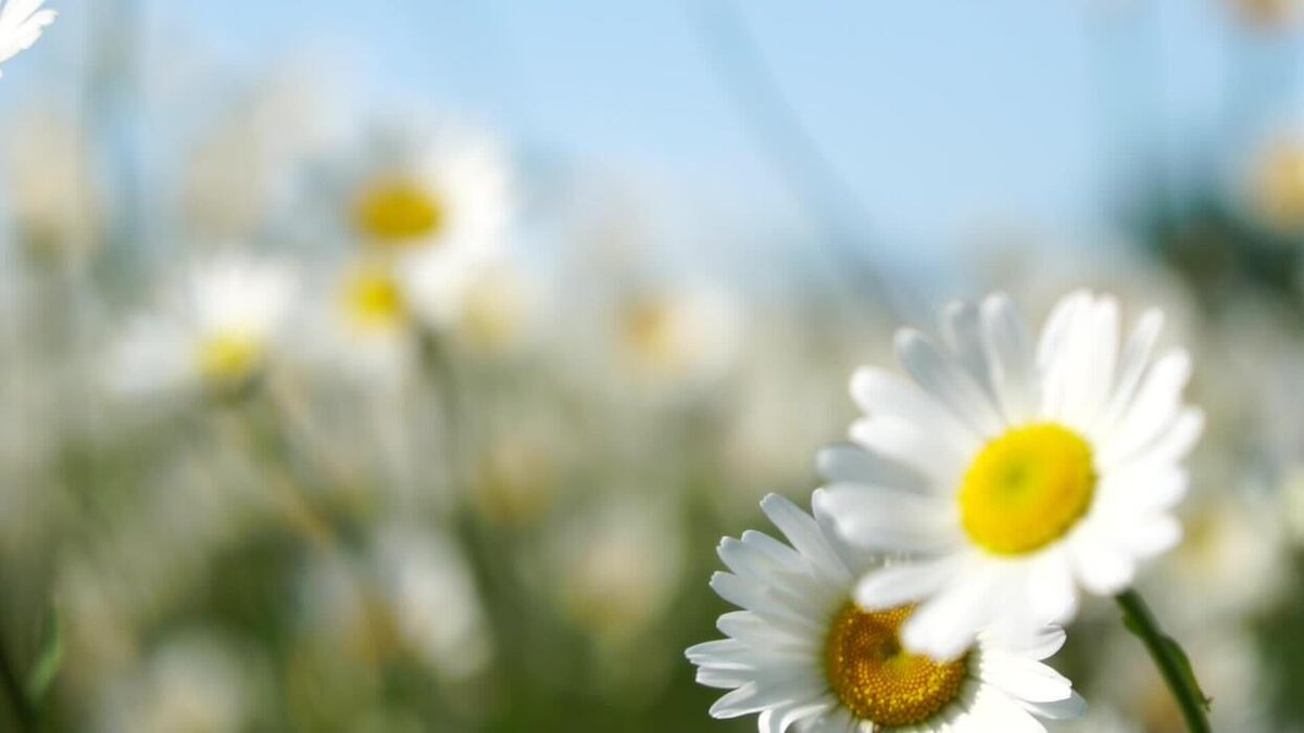 ulisesd92275922's tweet photo. Feeling like a fresh cup of coffee is everything. 🌻 https://t.co/opRs5DWrZt