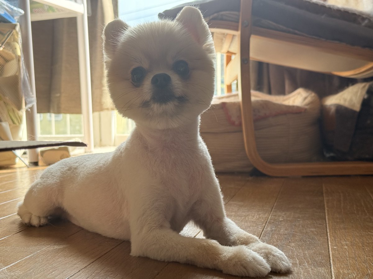 kirin_wan2org's tweet photo. トリミングから帰って来たら頭でっかちのオモロイ子になってた。
尻尾はライオンさん。 https://t.co/MBAuULJCID