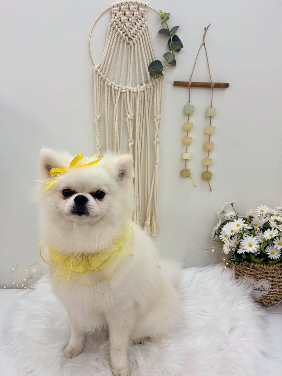 pawpretty_'s tweet photo. 。

가을💛

전체미용ܤ

#포프리티
#울산애견미용
#울산동구애견미용
#울산동구말티즈미용
#말티즈미용 https://t.co/AmYmQZfuWh