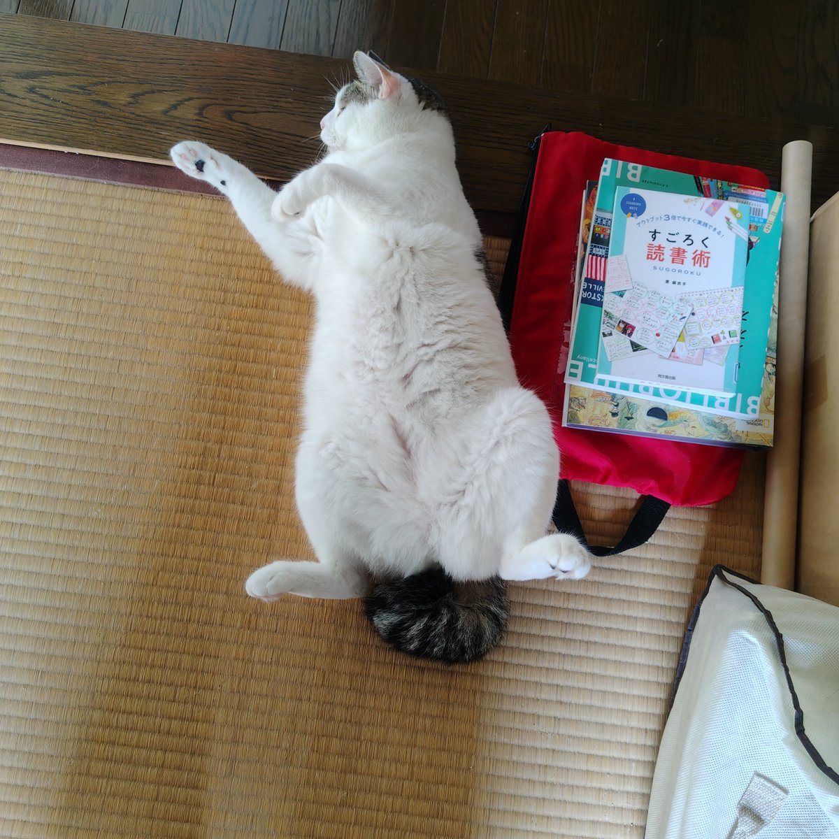 nu_mix's tweet photo. 今日のキキ
首の動きが面白い😺 https://t.co/pyfLOeAvTL
