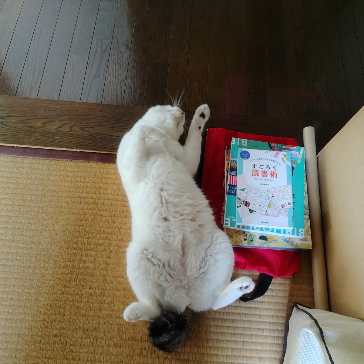nu_mix's tweet photo. 今日のキキ
首の動きが面白い😺 https://t.co/pyfLOeAvTL