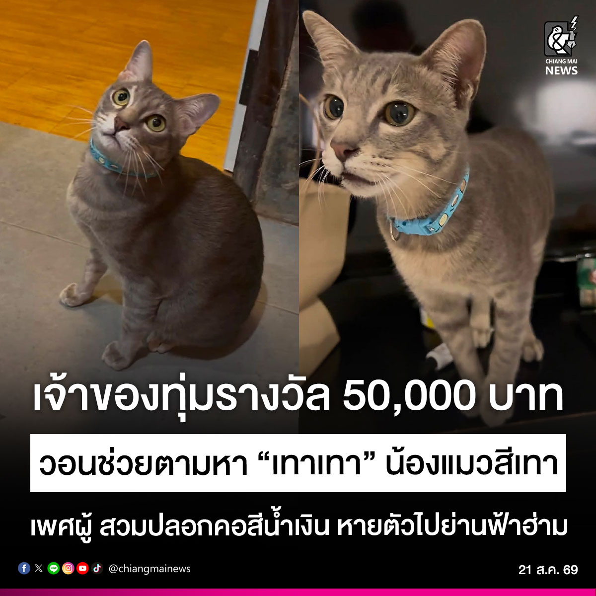 chiangmainews's tweet photo. หวังพึ่งทุกช่องทาง ‼ เจ้าของทุ่มรางวัล 5 หมื่น วอนช่วยตามหา “เทาเทา” น้องแมวสีเทาพลัดหลงย่านฟ้าฮ่าม เป็นแมวเพศผู้ สีเทา สวมปลอกคอสีน้ำเงิน ทุ่มรางวัล 50,000 บาท หากพบน้องภายในวันอาทิตย์นี้
.
อ่านข่าวต่อใน https://t.co/rA50Wee1m7

#เชียงใหม่นิวส์ #chiangmainews https://t.co/h9JZlrddOP